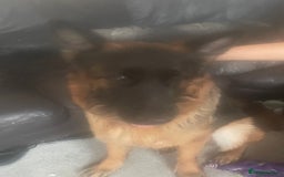 German Longhaired Pointer dogs for sale: Female German Shepherd - Image 1