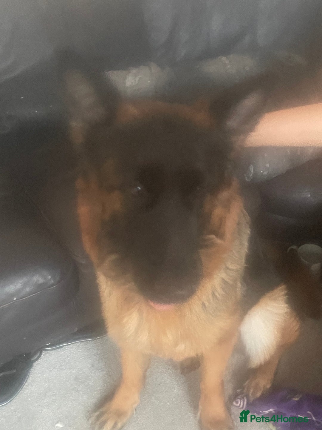 German Longhaired Pointer dogs for sale: Female German Shepherd - Image 1