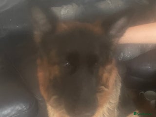 German Longhaired Pointer dogs - Advert 1