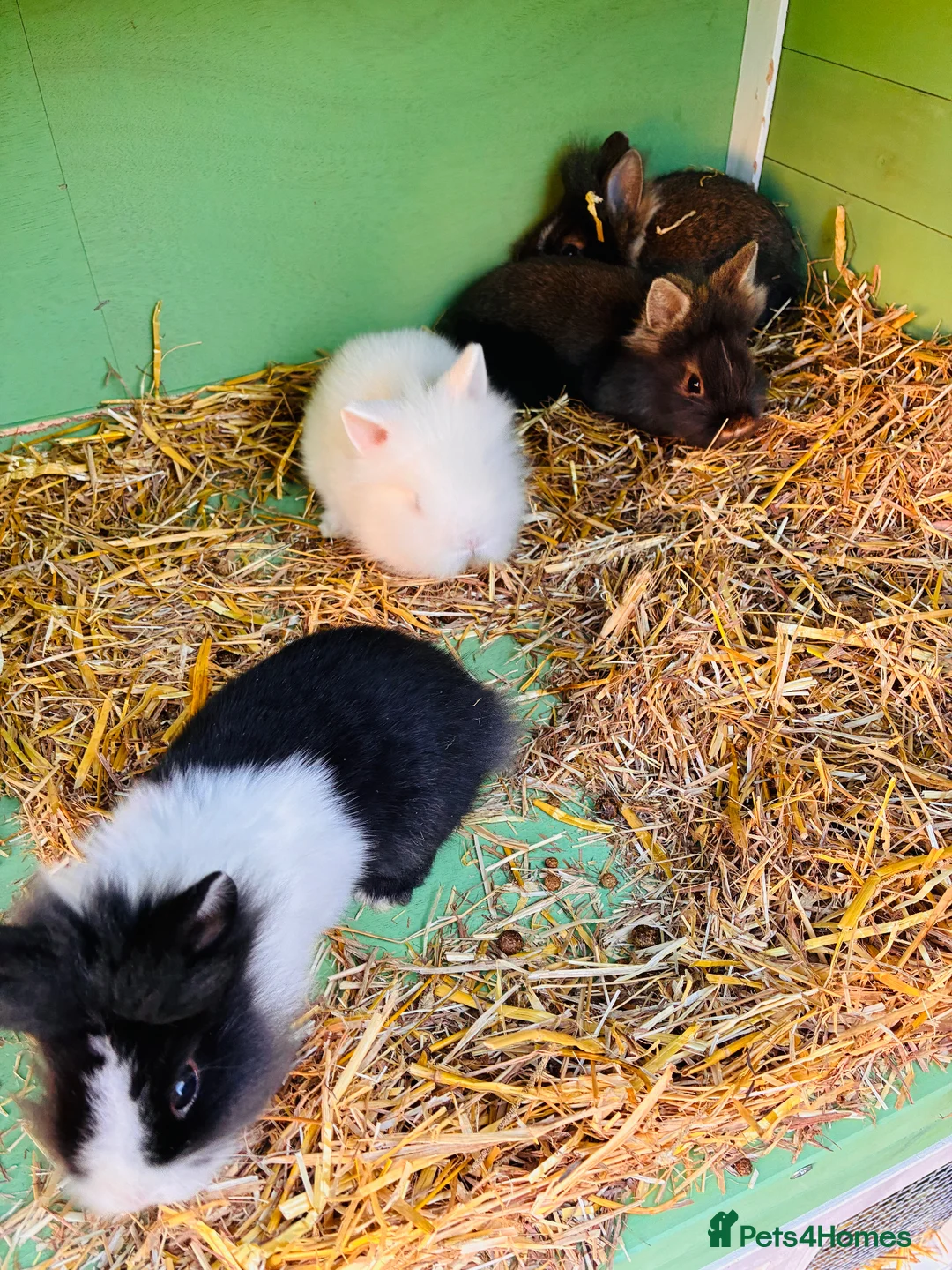 Lionhead rabbits for sale: lion heads for sale  - Advert 1