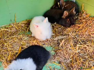 Lionhead rabbits lion heads for sale - Advert 7