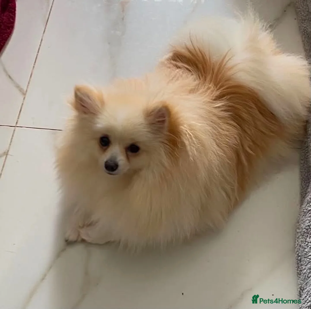 Pomeranian dogs for sale: Gorgeous girl  - Advert 2