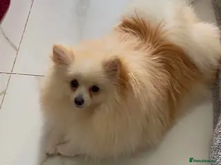 Pomeranian dogs Gorgeous girl - Advert 3