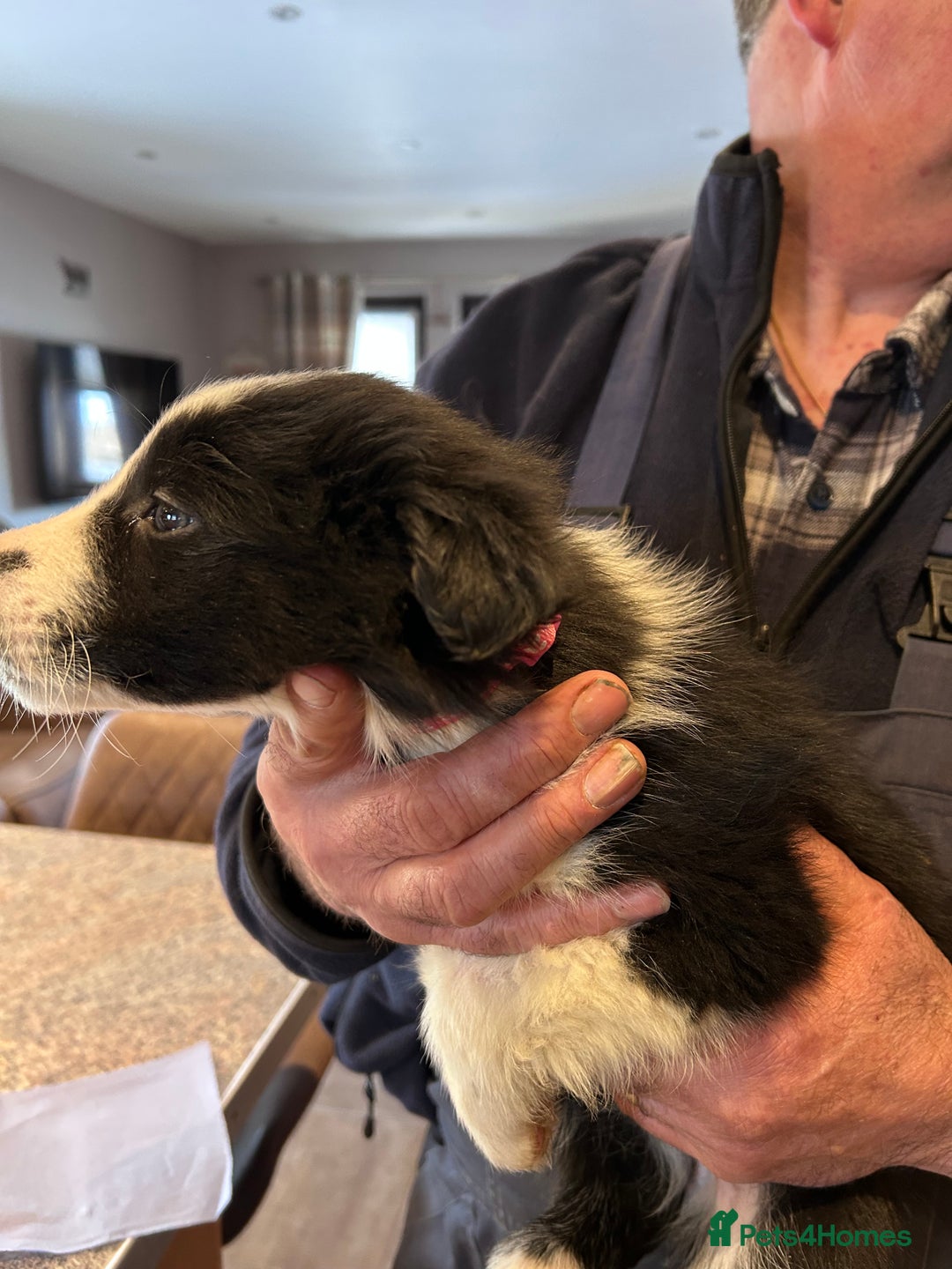 Border Collie dogs for sale: Working Border Collie Pups - Advert 6