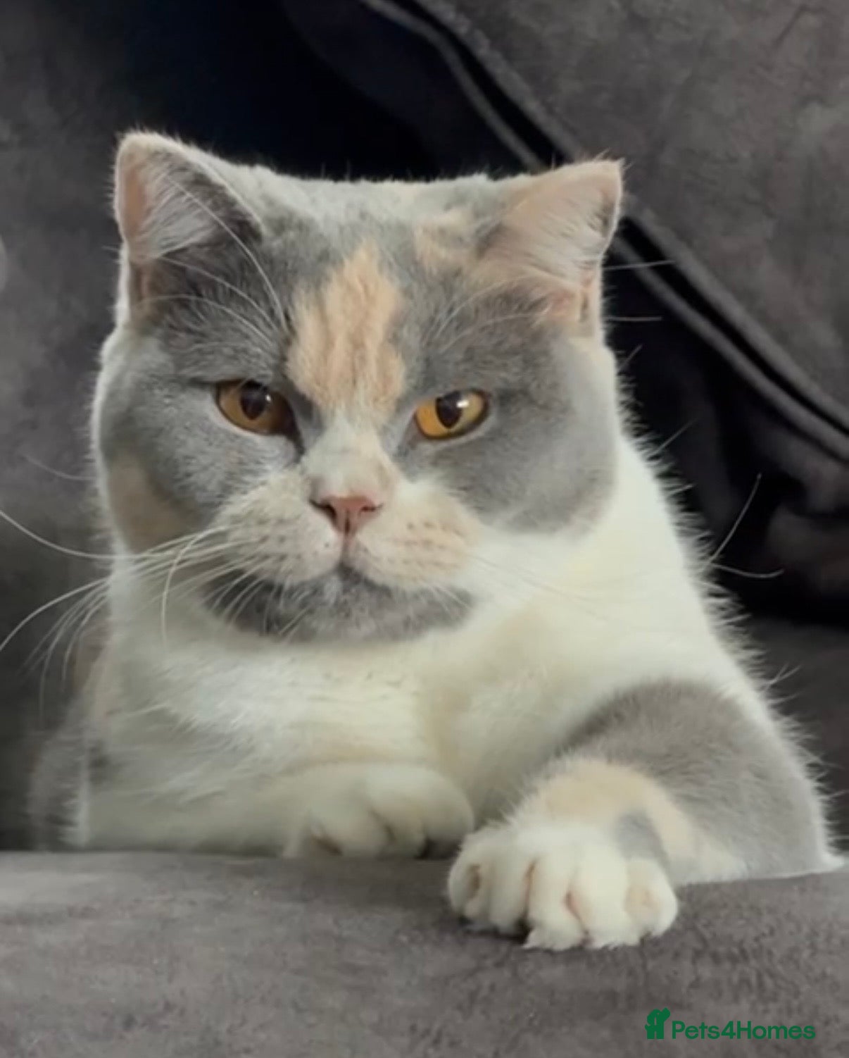 British Shorthair cats Stunning GCCF Registered British shorthair kittens - Advert 6
