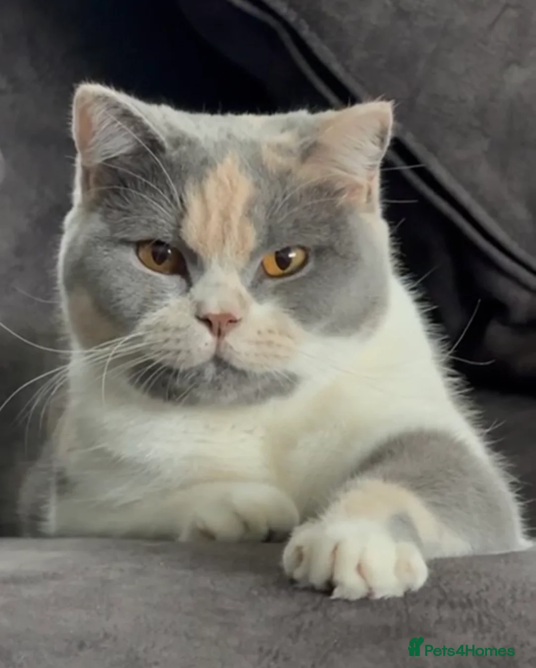 British Shorthair cats for sale: Stunning GCCF Registered British shorthair kittens - Advert 2