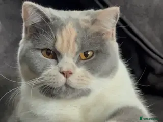 British Shorthair cats Stunning GCCF Registered British shorthair kittens - Advert 18