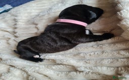 Cane Corso dogs for sale: Cane corso puppies  - Image 7