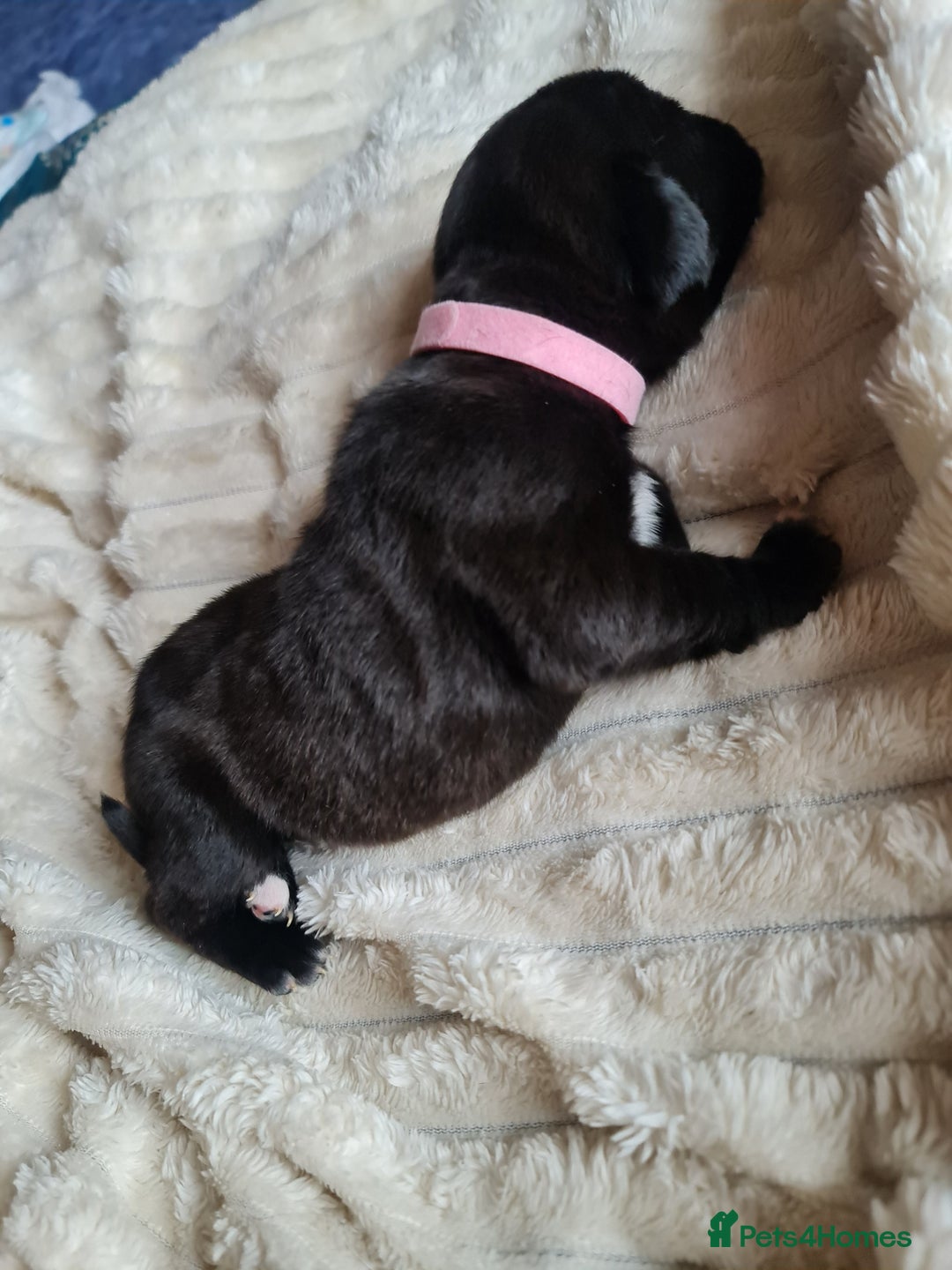 Cane Corso dogs for sale: Cane corso puppies  - Image 7