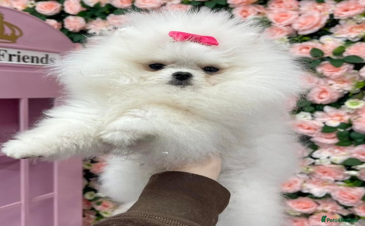 Pomeranian dogs - Advert 3