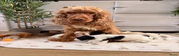 Cockapoo dogs for sale: Beautiful cockerpoo puppies  - Advert 14