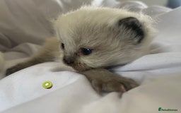 Ragdoll cats for sale: ✨Ragdoll Kittens Available – European Lines ✨ - Image 29