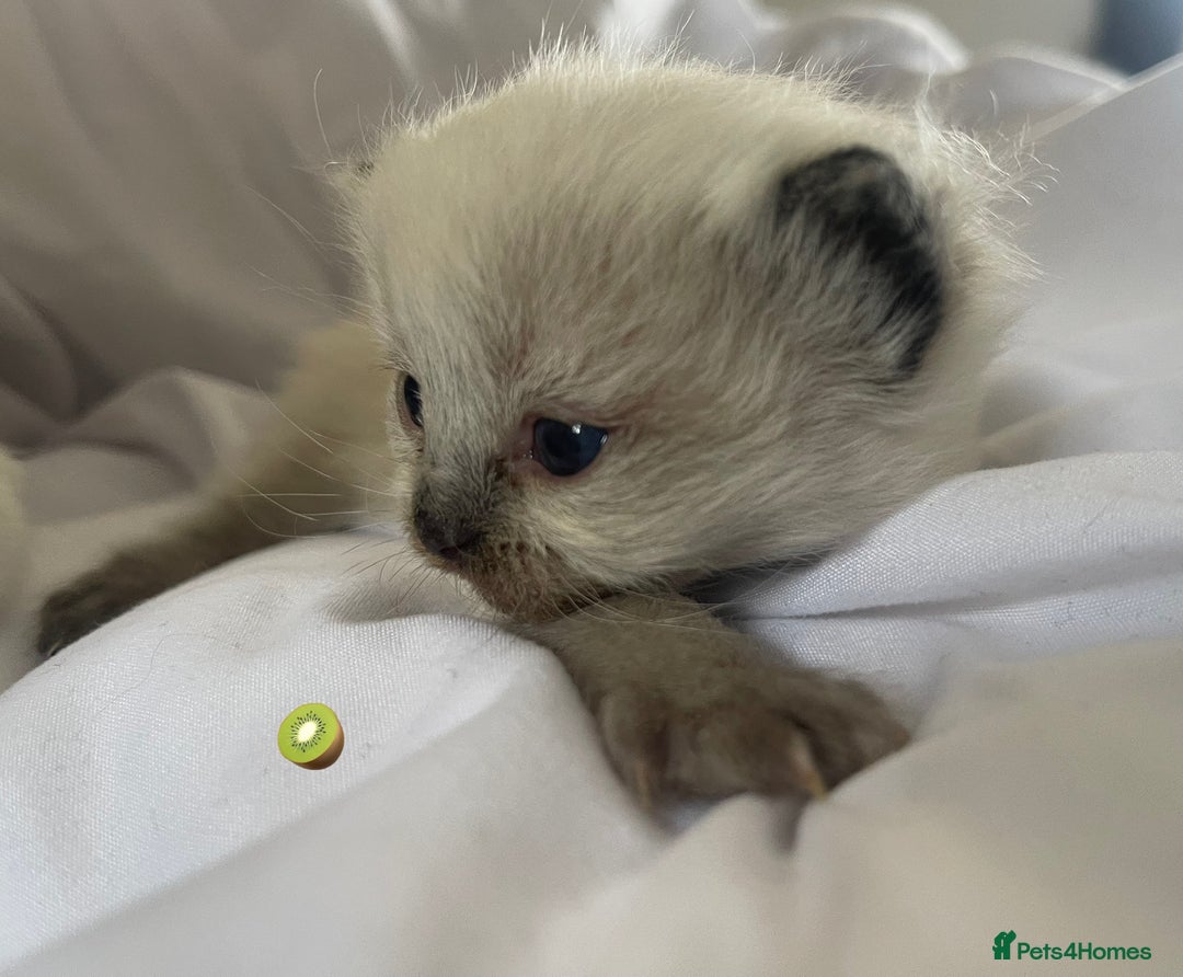 Ragdoll cats for sale: ✨Ragdoll Kittens Available – European Lines ✨ - Image 29