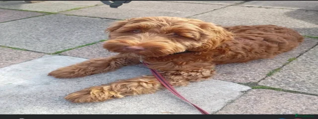 Roĺo
