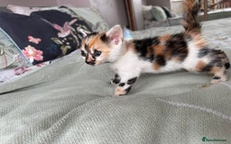 Bengal cats for sale: Bengal kittens 4 pure bangals 5 bengal x kittens - Image 16