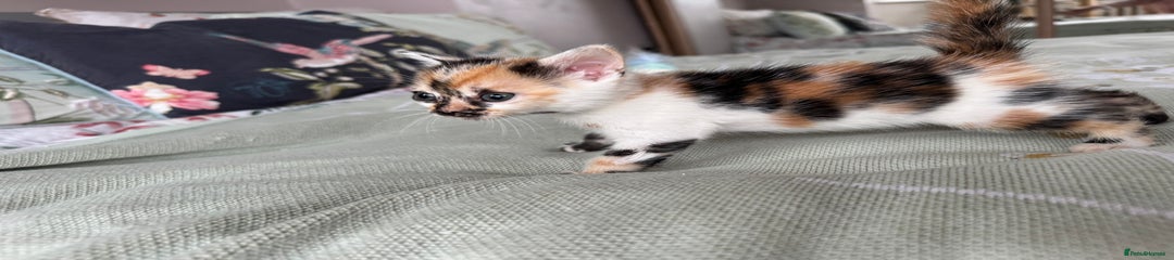  Bengal x