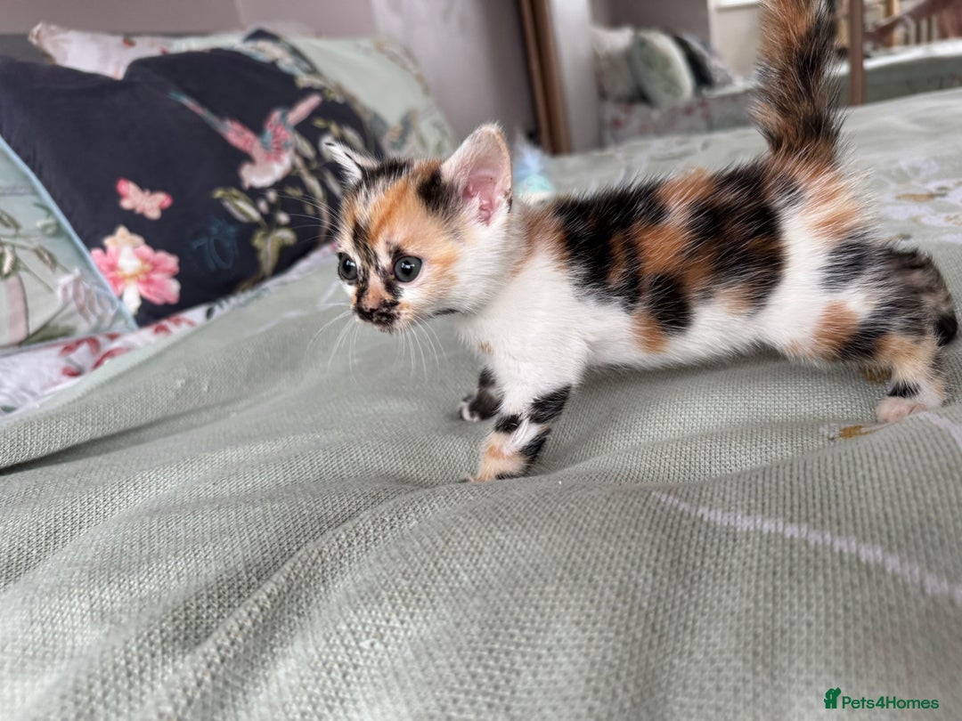Bengal cats for sale: Bengal kittens 4 pure bangals 5 bengal x kittens - Image 16