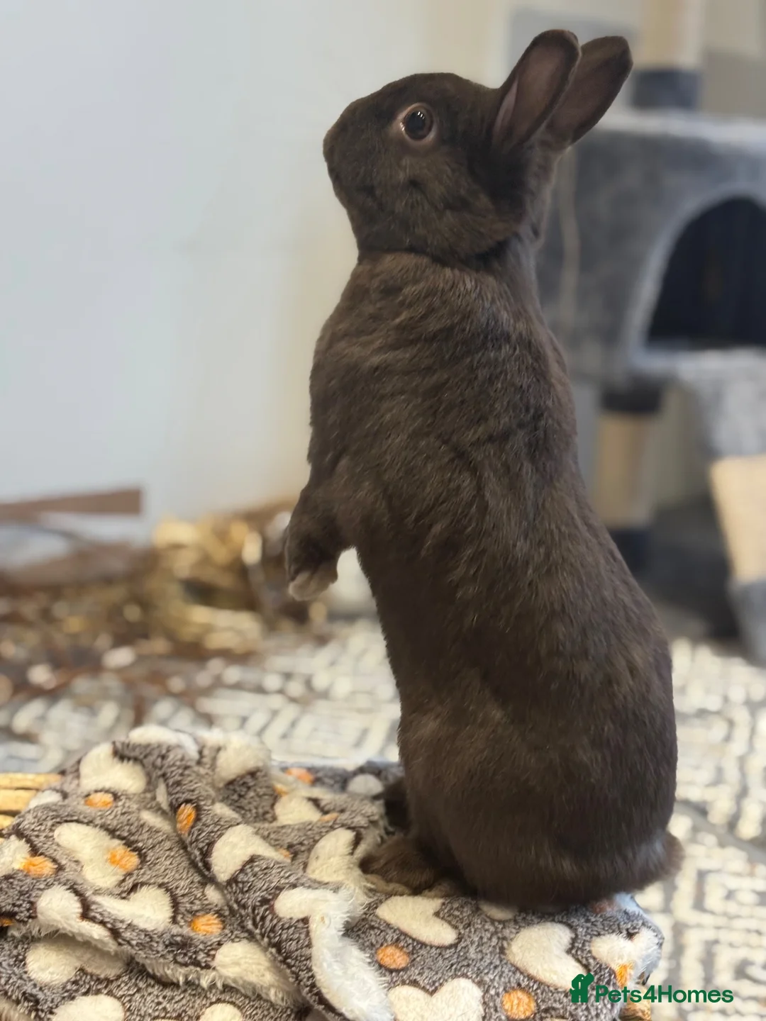 Netherland Dwarf rabbits for sale: Netherland dwarf house rabbits  - Advert 11