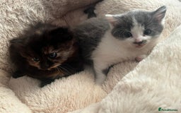 Mixed Breed cats for sale: 3 gorgeous kittens  - Image 9