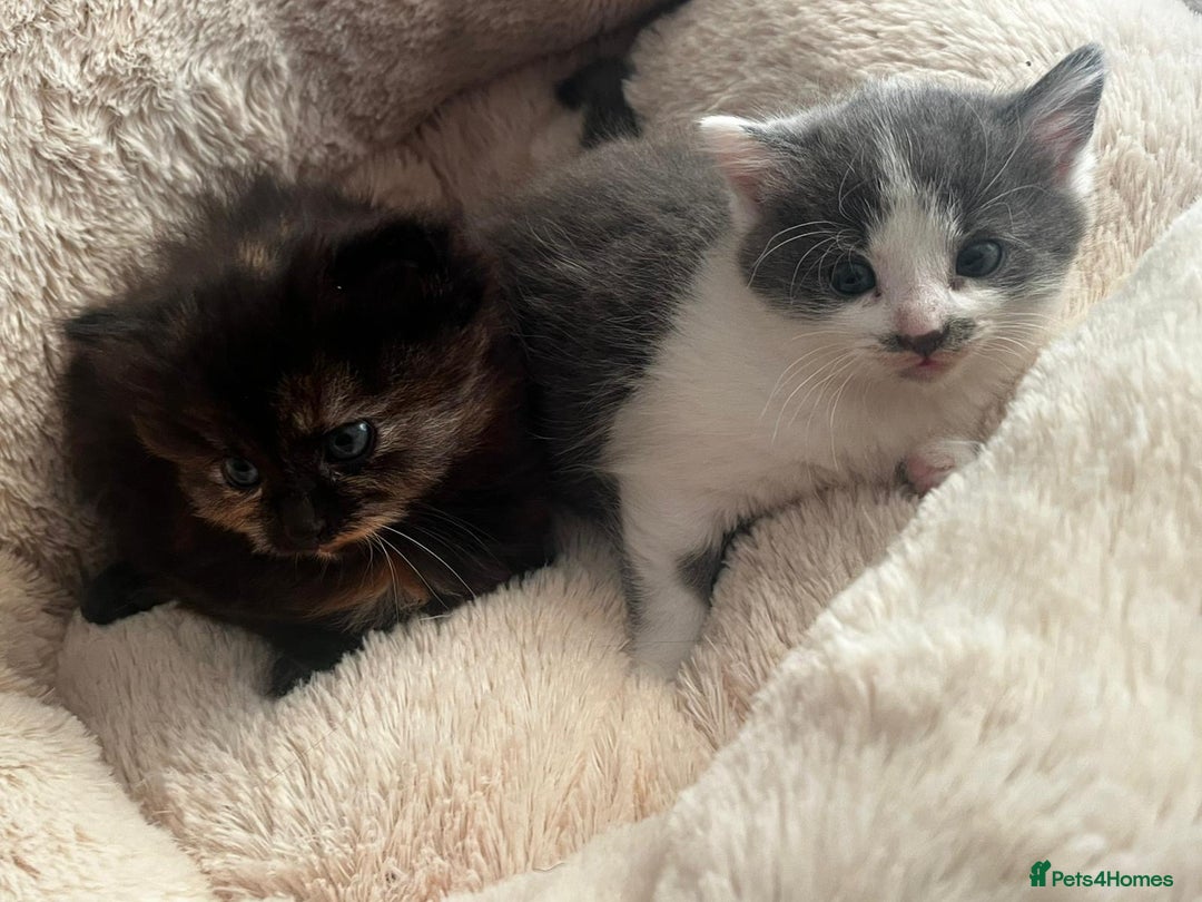 Mixed Breed cats for sale: 3 gorgeous kittens  - Image 9