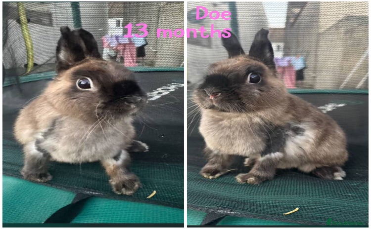 Netherland Dwarf rabbits - Advert 4