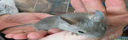 Degus rodents for sale: Lovely Degus ready for their forever homes - Advert 3