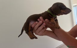 Miniature Dachshund dogs for sale: 2 beautiful miniature dachshunds  - Image 4