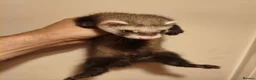 Ferret rodents for sale: 8 week old ferret kits in Swansea - Advert 3