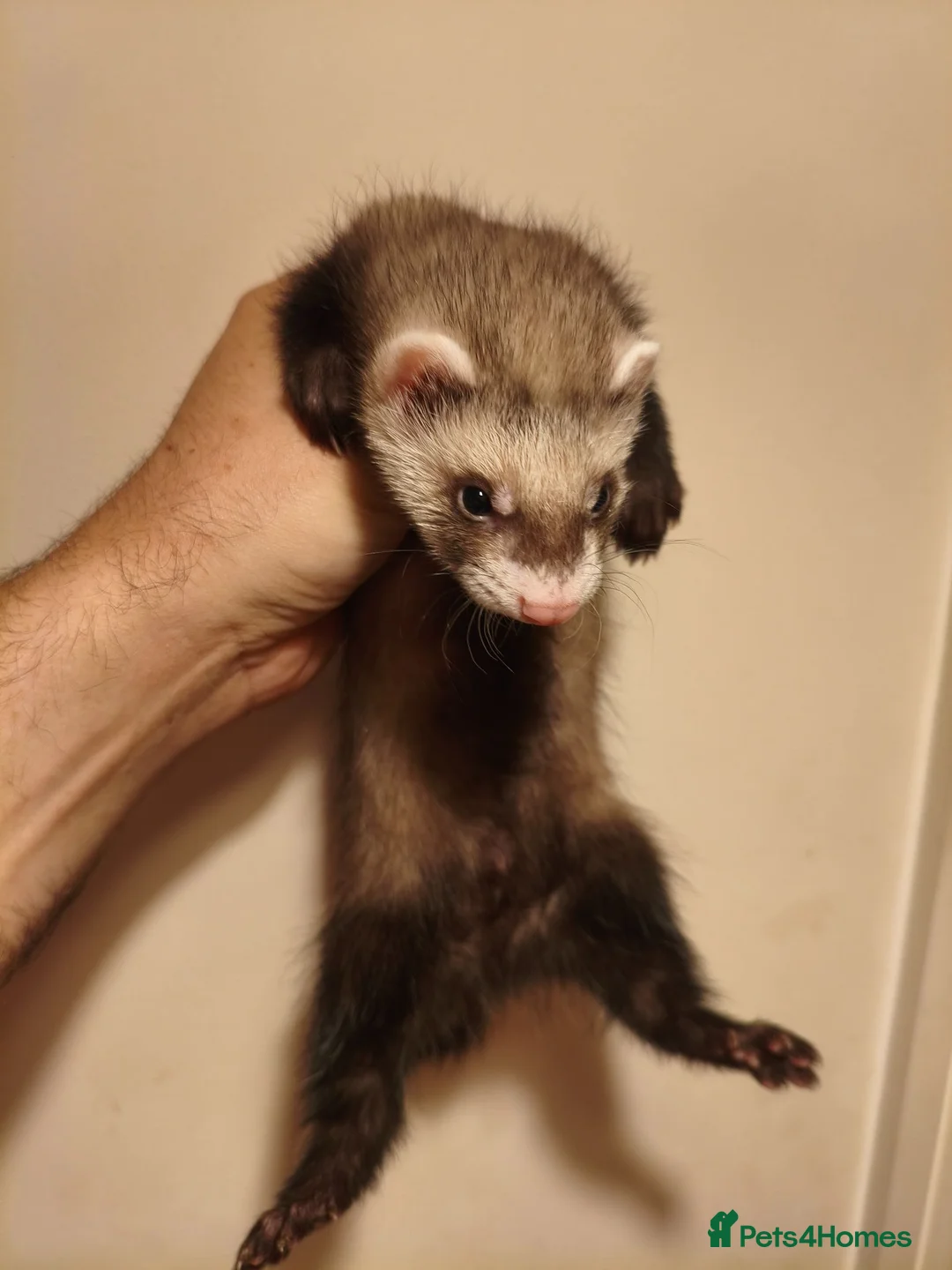 Ferret rodents for sale: 8 week old ferret kits in Swansea - Advert 3