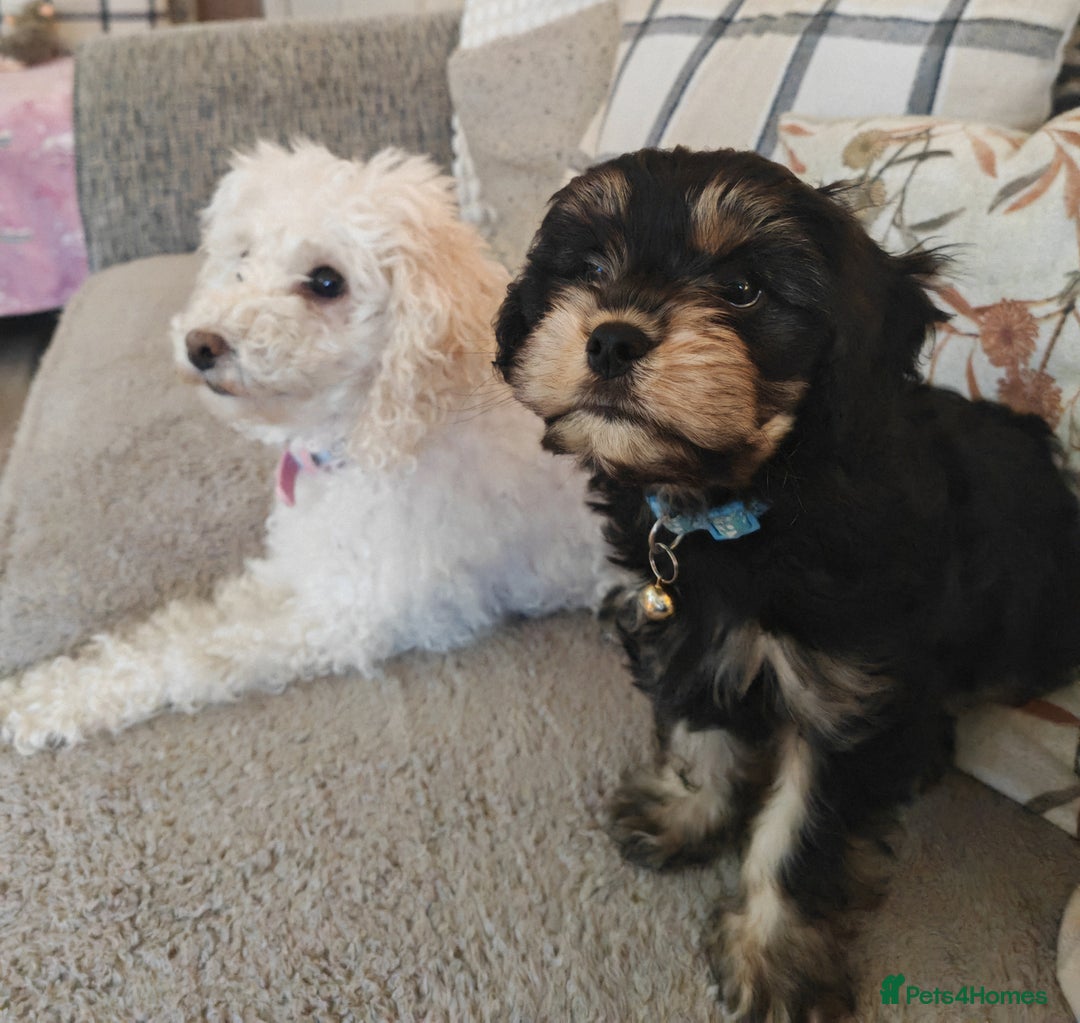 Cavapoo dogs for sale: 🐾 Beautiful F1 Cavapoo Puppy (Male) –  - Advert 1