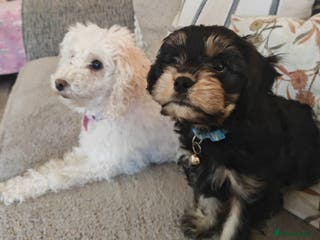 Cavapoo dogs 🐾 Beautiful F1 Cavapoo Puppy (Male) – - Advert 2