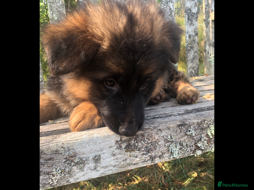 German Shepherd dogs for sale: Beautiful chunky long haired black, tan & red pups - Image 31