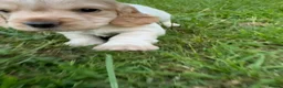 Cocker Spaniel dogs for sale: Working Cocker Spaniel Puppies - Advert 15