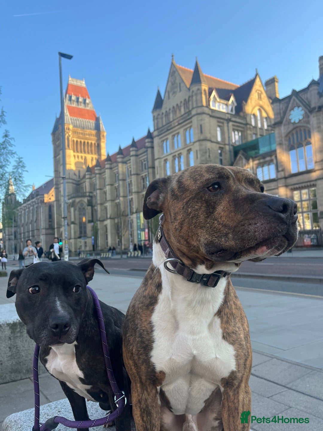 Staffordshire Bull Terrier dogs for sale: Female Staffordshire Bull Terrier Pups - Image 10