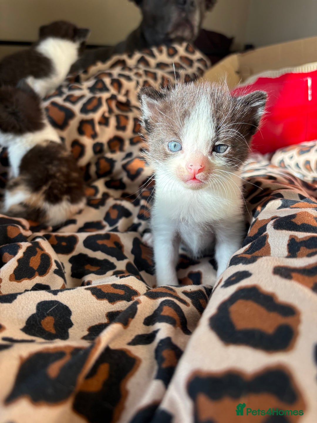 Mixed Breed cats for sale: Mix litter of 6  - Image 8