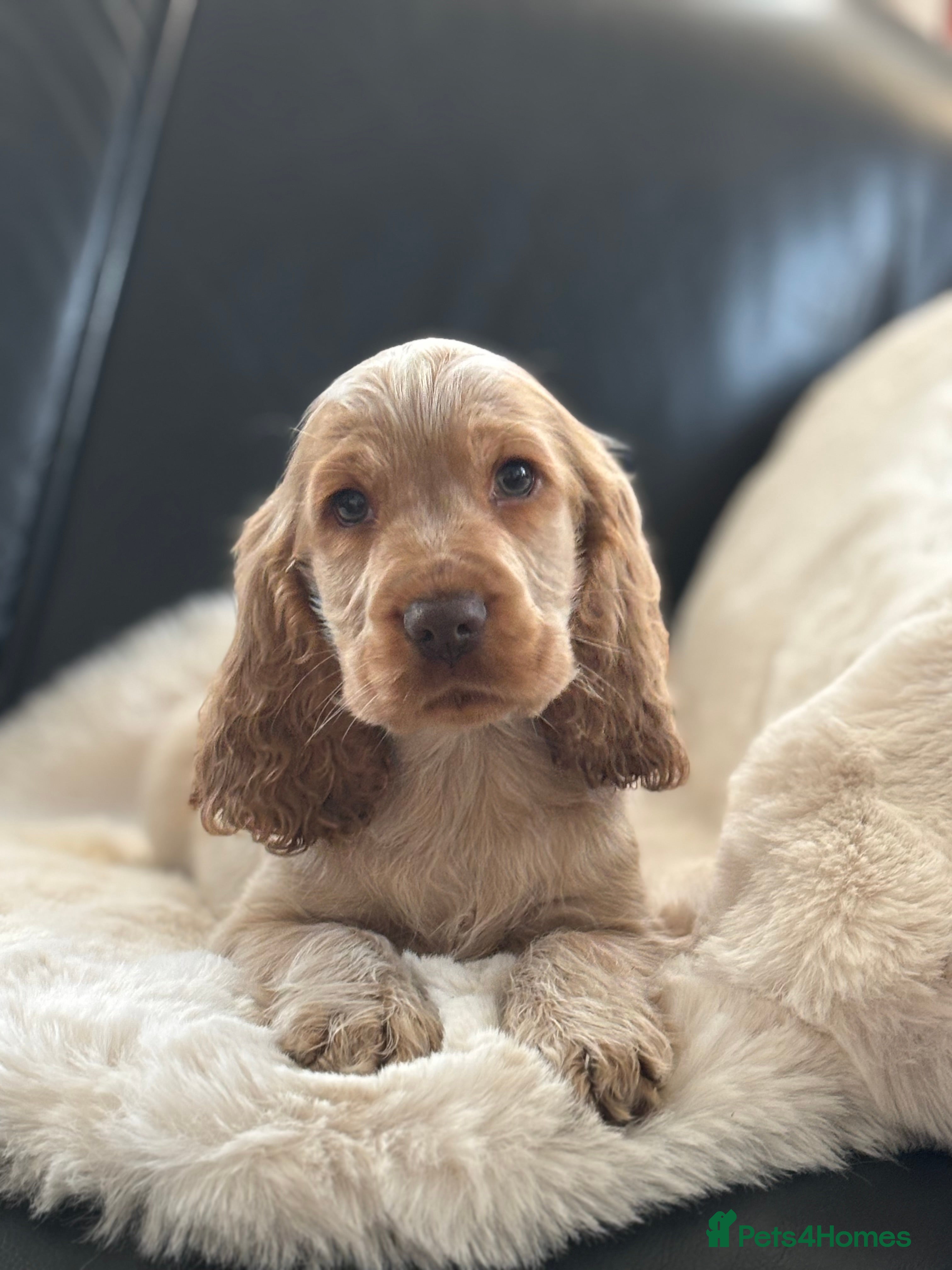Cocker Spaniel dogs Outstanding of top quality show type puppies 🌈🐶 - Advert 2