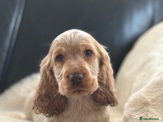 Cocker Spaniel dogs Outstanding of top quality show type puppies 🌈🐶 - Advert 3