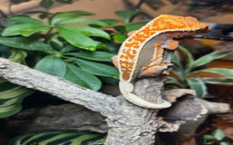 Gecko reptiles for sale: Female crested gecko  - Image 1