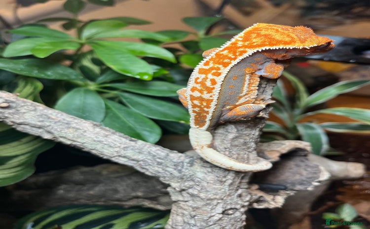 Gecko reptiles - Advert 1