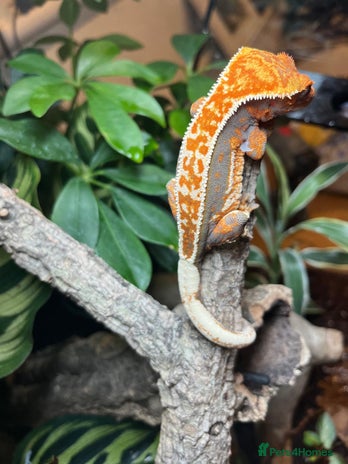 Gecko reptiles - Advert 3