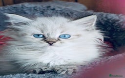 Siberian cats for sale: Adorable Siberian Neva Masquerade Kittens – 5 Boys - Image 4