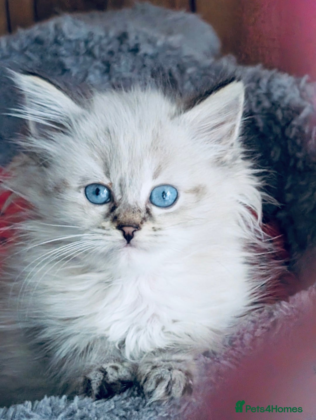 Siberian cats for sale: Adorable Siberian Neva Masquerade Kittens – 5 Boys - Image 4