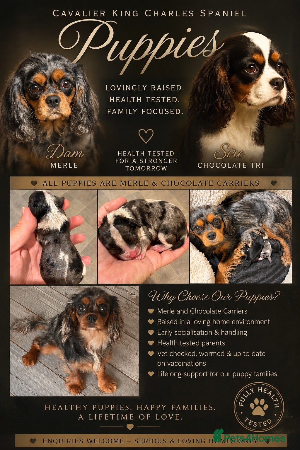 Cavalier King Charles Spaniel dogs Stunning cavalier King Charles spaniel puppies  - Advert 1