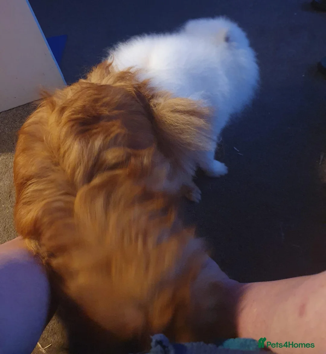 Pomeranian dogs for stud: White KC Registered pomeranian. *Stud duties only* - Advert 14