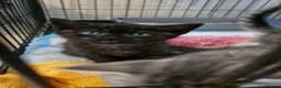 Mixed Breed cats for sale: Smoke half bsh kitten ready now  - Advert 5
