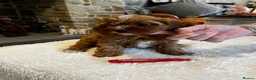 Cavapoo dogs for sale: Gorgeous Red F1 Cavapoo puppies  - Advert 2