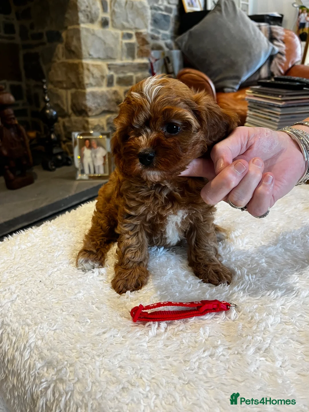 Cavapoo dogs for sale: Gorgeous Red F1 Cavapoo puppies  - Advert 2