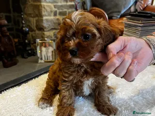 Cavapoo dogs Gorgeous Red F1 Cavapoo puppies - Advert 1