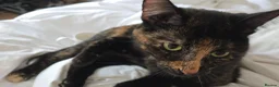 Mixed Breed cats for sale: Tortoise shell female spayed cat - Advert 3