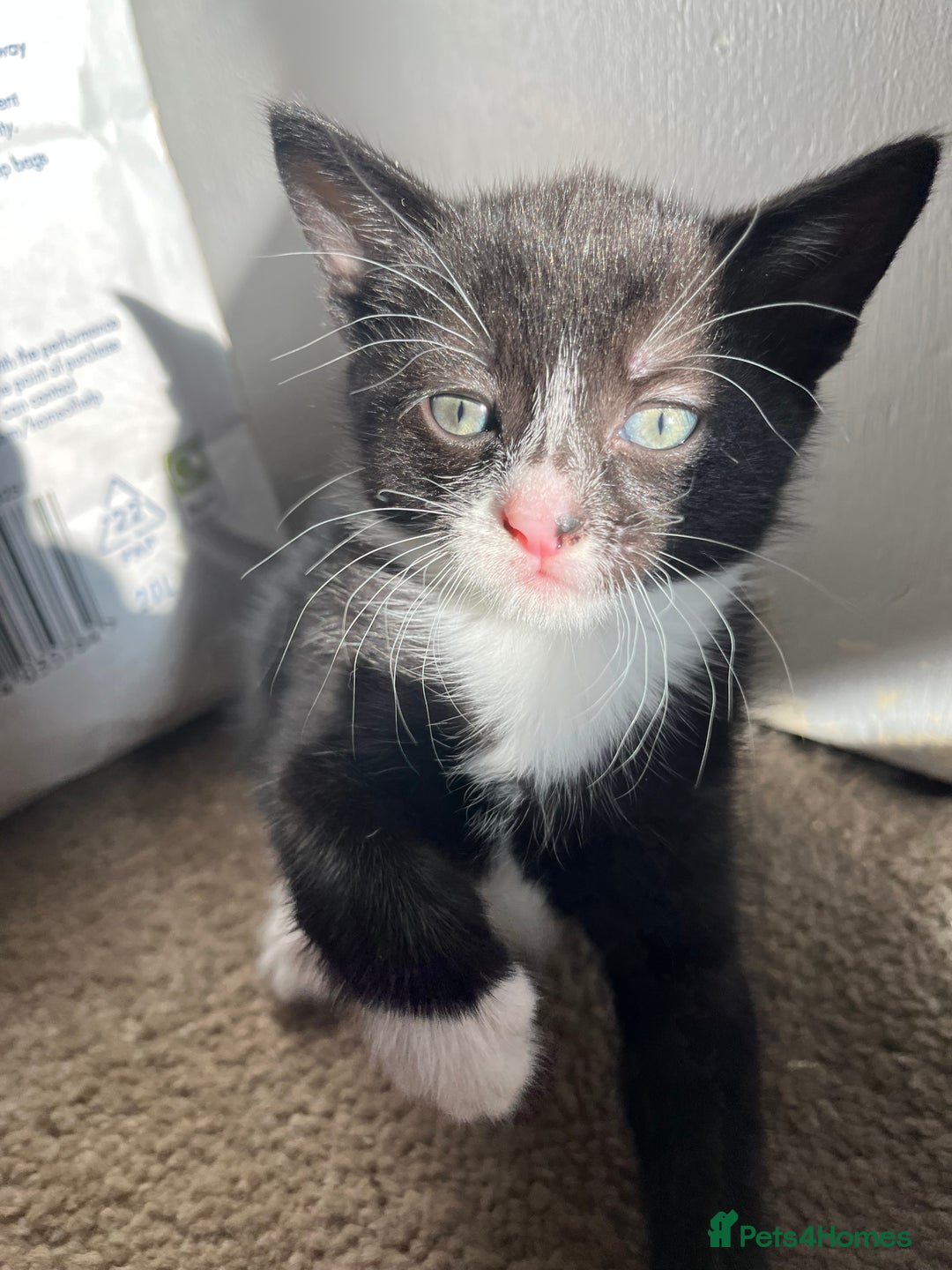 Mixed Breed cats for sale: Kittens for sale  - Advert 9